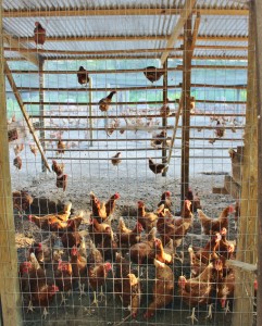 Chicken playground