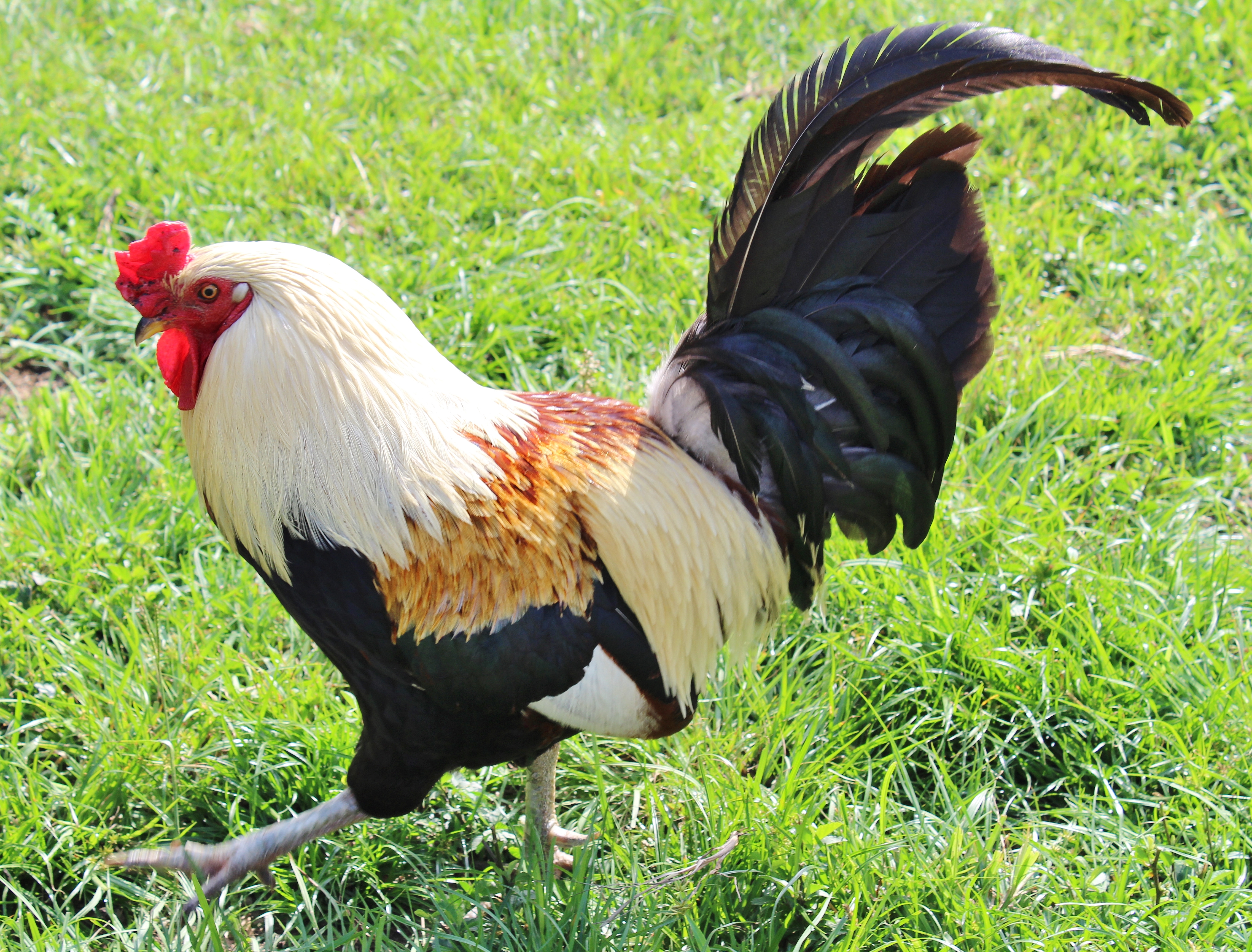 world's most beautiful rooster